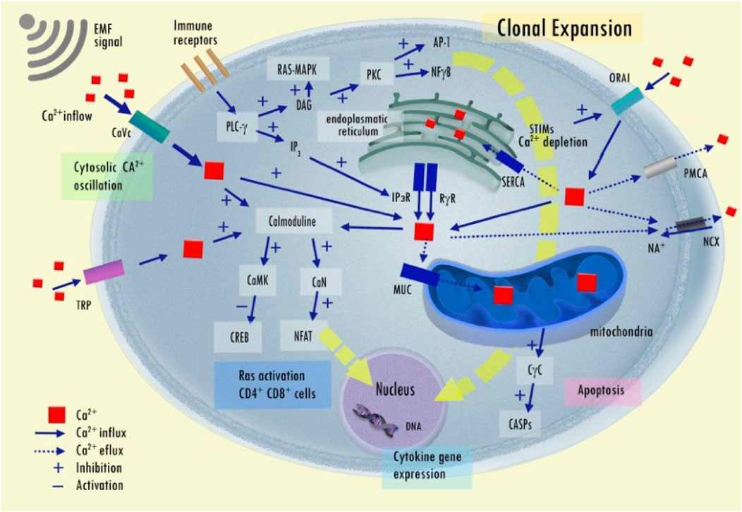 Emerging cancer therapies: targeting physiological networks and cellular bioelectrical differences with non-thermal systemic electromagnetic fields in the human body – a comprehensive review